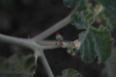 Chrozophora rottleri